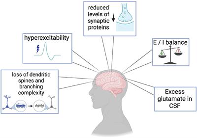 Breakdown of the central synapses in C9orf72-linked ALS/FTD